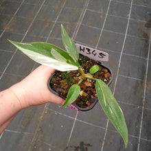 Load image into Gallery viewer, #H345 Philodendron White Princess