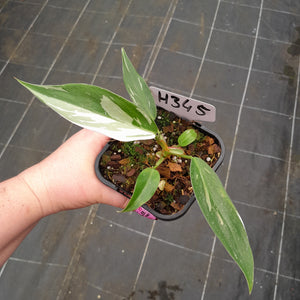 #H345 Philodendron White Princess