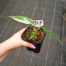 Load image into Gallery viewer, #H345 Philodendron White Princess