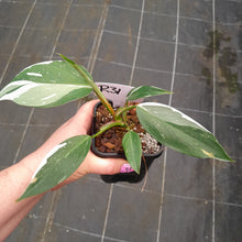 Load image into Gallery viewer, #R31 Philodendron White Princess