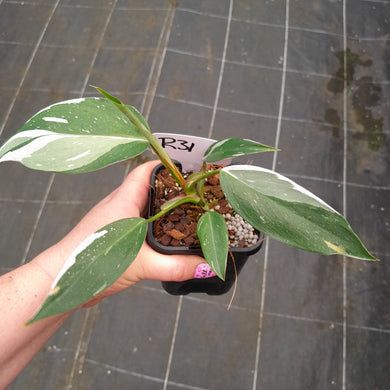 #R31 Philodendron White Princess