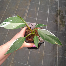 Load image into Gallery viewer, #R31 Philodendron White Princess