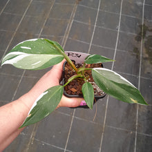 Load image into Gallery viewer, #R31 Philodendron White Princess