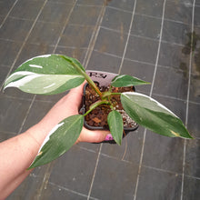 Load image into Gallery viewer, #R31 Philodendron White Princess