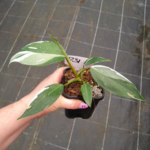 Load image into Gallery viewer, #R31 Philodendron White Princess