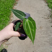 Load image into Gallery viewer, #10 Anthurium Magnificum xx