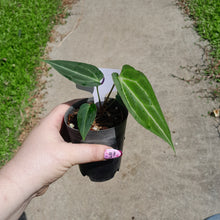 Load image into Gallery viewer, #10 Anthurium Magnificum xx