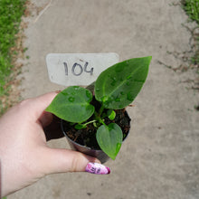 Load image into Gallery viewer, #104 Anthurium NOID