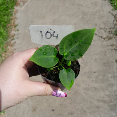 #104 Anthurium NOID