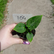 Load image into Gallery viewer, #104 Anthurium NOID
