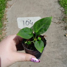 Load image into Gallery viewer, #104 Anthurium NOID