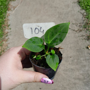 #104 Anthurium NOID