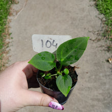Load image into Gallery viewer, #104 Anthurium NOID