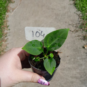 #104 Anthurium NOID
