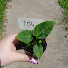 Load image into Gallery viewer, #104 Anthurium NOID