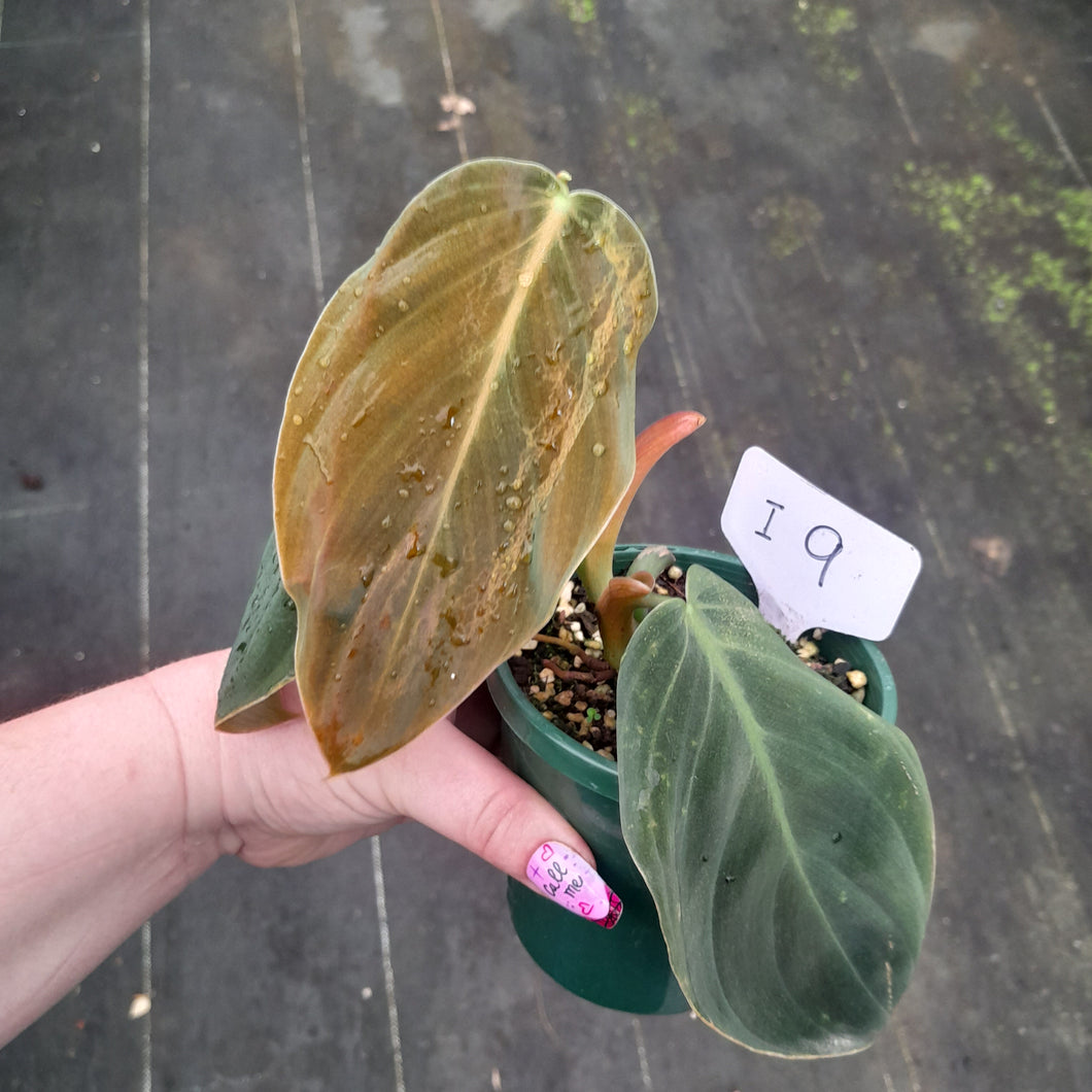 #i9 Philodendron Gigas