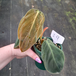 #i9 Philodendron Gigas