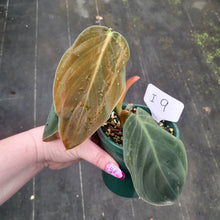 Load image into Gallery viewer, #i9 Philodendron Gigas