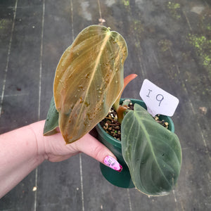 #i9 Philodendron Gigas