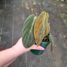 Load image into Gallery viewer, #i9 Philodendron Gigas