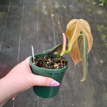 Load image into Gallery viewer, #i9 Philodendron Gigas