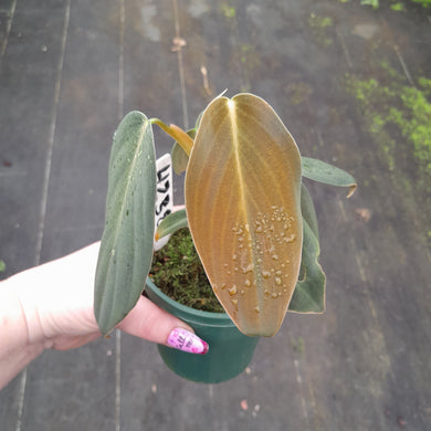 #238 Philodendron Gigas