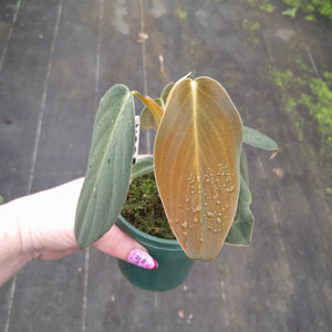 #238 Philodendron Gigas