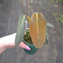 Load image into Gallery viewer, #238 Philodendron Gigas
