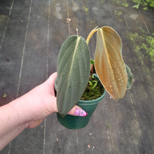 Load image into Gallery viewer, #238 Philodendron Gigas