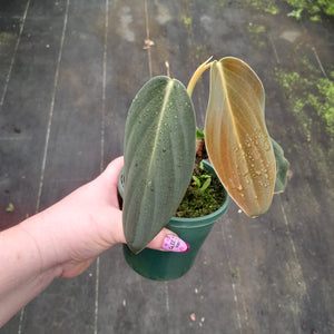 #238 Philodendron Gigas