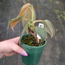 Load image into Gallery viewer, #238 Philodendron Gigas