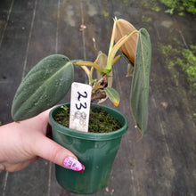 Load image into Gallery viewer, #238 Philodendron Gigas