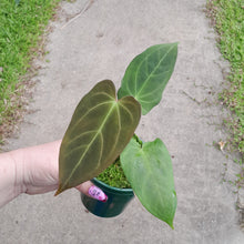 Load image into Gallery viewer, #i62 Anthurium NOID
