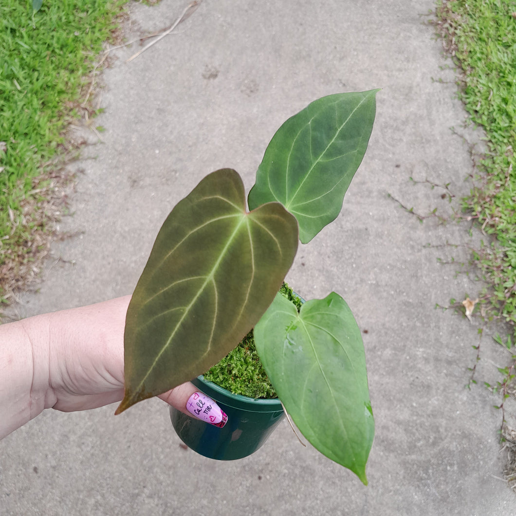 #i62 Anthurium NOID
