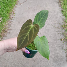 Load image into Gallery viewer, #i62 Anthurium NOID