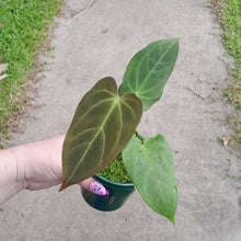 Load image into Gallery viewer, #i62 Anthurium NOID