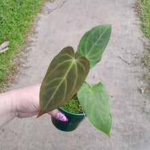 Load image into Gallery viewer, #i62 Anthurium NOID