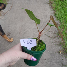 Load image into Gallery viewer, #i62 Anthurium NOID