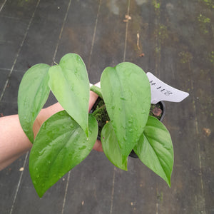 #H118 Rhaphidophora Pertusa