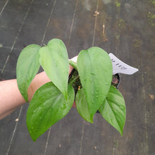 Load image into Gallery viewer, #H118 Rhaphidophora Pertusa