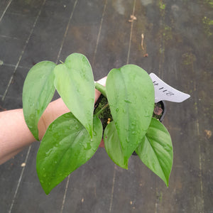 #H118 Rhaphidophora Pertusa