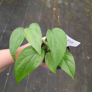 #H118 Rhaphidophora Pertusa