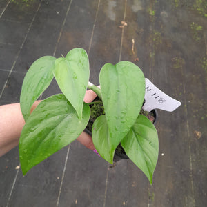 #H118 Rhaphidophora Pertusa