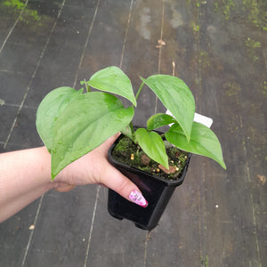 #H118 Rhaphidophora Pertusa
