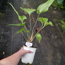 Load image into Gallery viewer, #i80 Anthurium Watermaliense