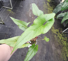 Load image into Gallery viewer, #i80 Anthurium Watermaliense