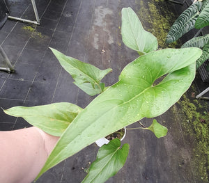 #i80 Anthurium Watermaliense