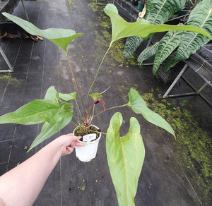 #i80 Anthurium Watermaliense