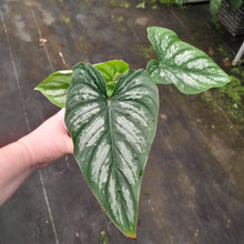 Load image into Gallery viewer, #i70 Philodendron Mamei