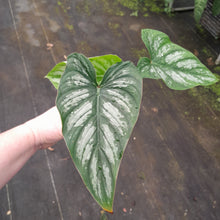 Load image into Gallery viewer, #i70 Philodendron Mamei